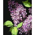 Рисование по номерам на чёрном холсте 40*50см  "Сирень" (УЦЕНКА)