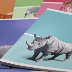 Тетрадь  48л кл. "Wild animals" обл. мелов. картон